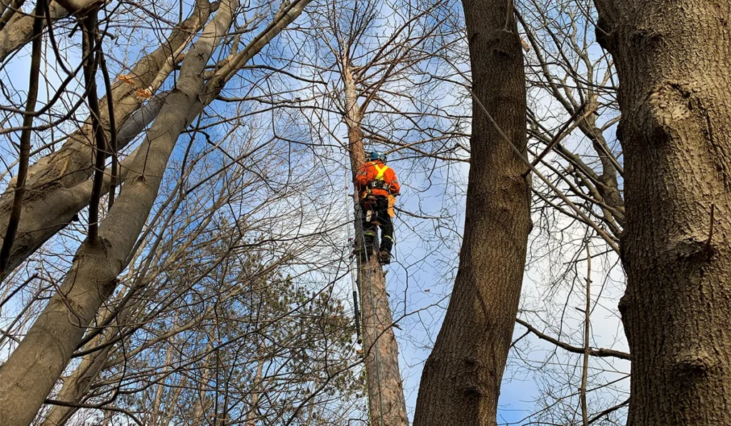 Five Star Tree Services 1