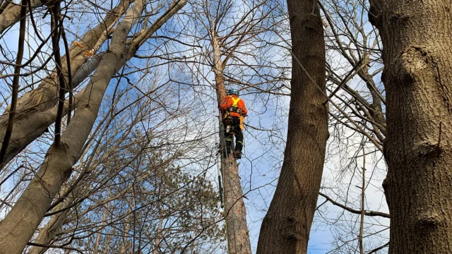 Five Star Tree Services 1