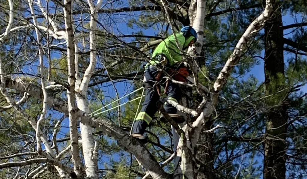 Five Star Tree Services 3