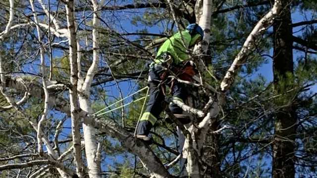 Five Star Tree Services 3