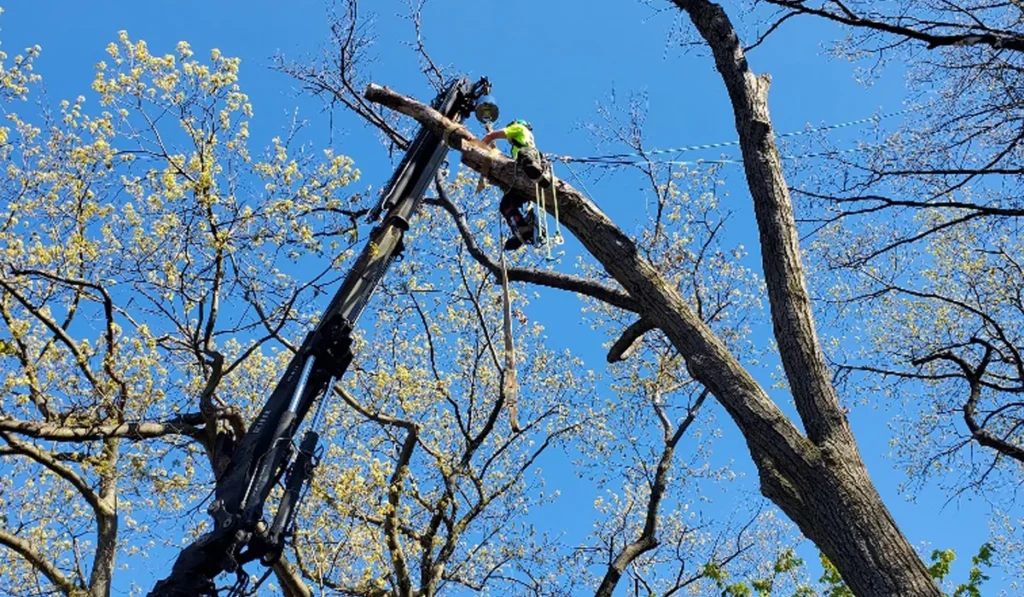 Five Star Tree Services 4