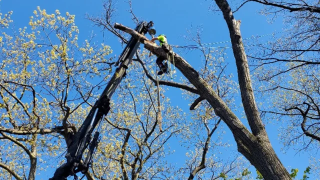 Five Star Tree Services 4